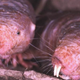 Illustration for article titled The naked mole rat cant feel pain from acid burns. Now we know why.